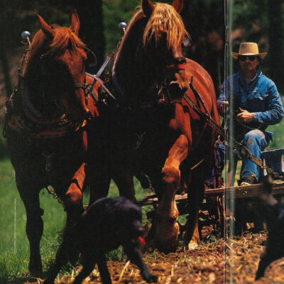 Suffolk Punch Horse: British Draft Horse Breed